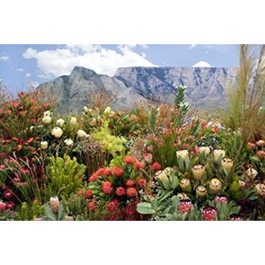 Wooden Puzzle - Table Mountain - 12 Pieces