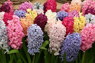 Wooden Puzzle - Hyacinth Flowers - 24 Pieces