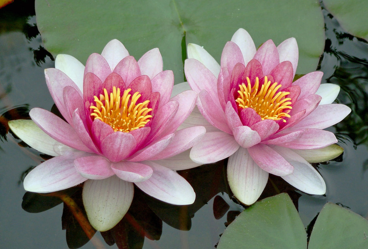 Wooden Puzzle - Water Lilies -24 Pieces