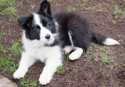 Wooden Puzzle - Border Collie Dog on Grass - 24 Pieces