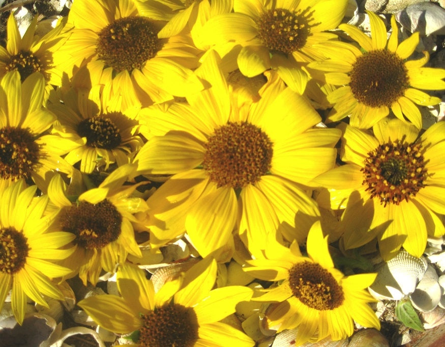 Puzzle - Sunflowers - 60 Pieces